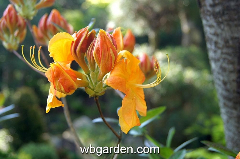 wbgarden spring 12.JPG